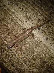Ichthyosaura alpestris alpestris