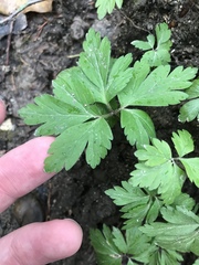 Anemonoides ranunculoides
