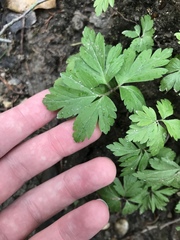 Anemonoides ranunculoides