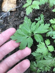 Anemonoides ranunculoides