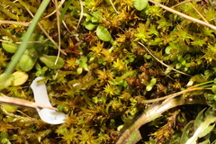 Syntrichia ruralis