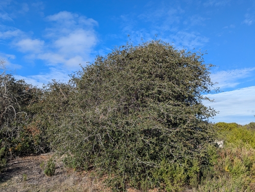 Palmer's oak (Quercus palmeri)