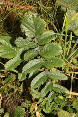 Raphanus raphanistrum landra