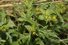 Senecio squalidus