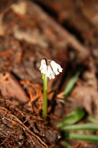 Helonias breviscapa iNat (3)