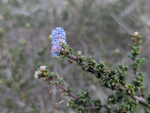 Sandscrub Ceanothus (Ceanothus dentatus)