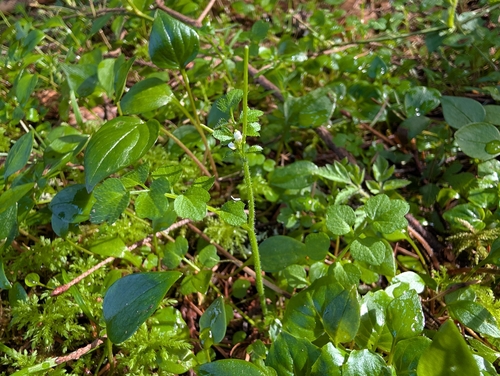 little western bittercress (Cardamine oligosperma)