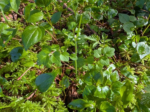 Cardamine oligosperma, photograph 3