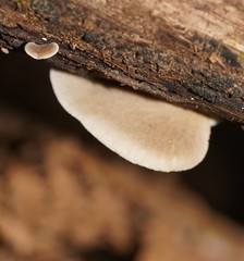 Polyporus gayanus
