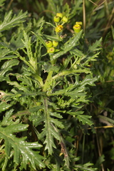 Senecio squalidus