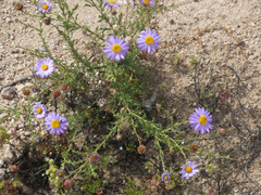 Leucosyris arida