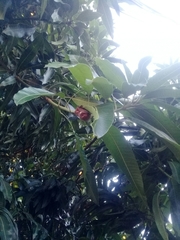 Lasiurus blossevillii