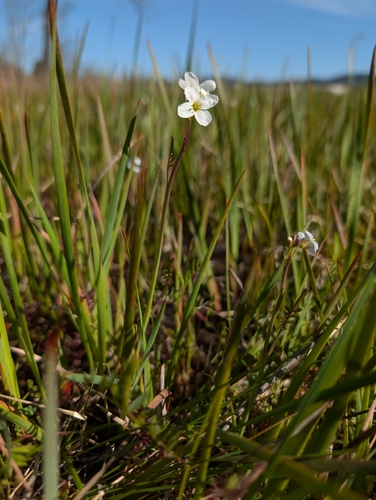 Willamette Valley Bittercress (Cardamine penduliflora)