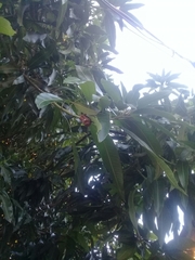 Lasiurus blossevillii