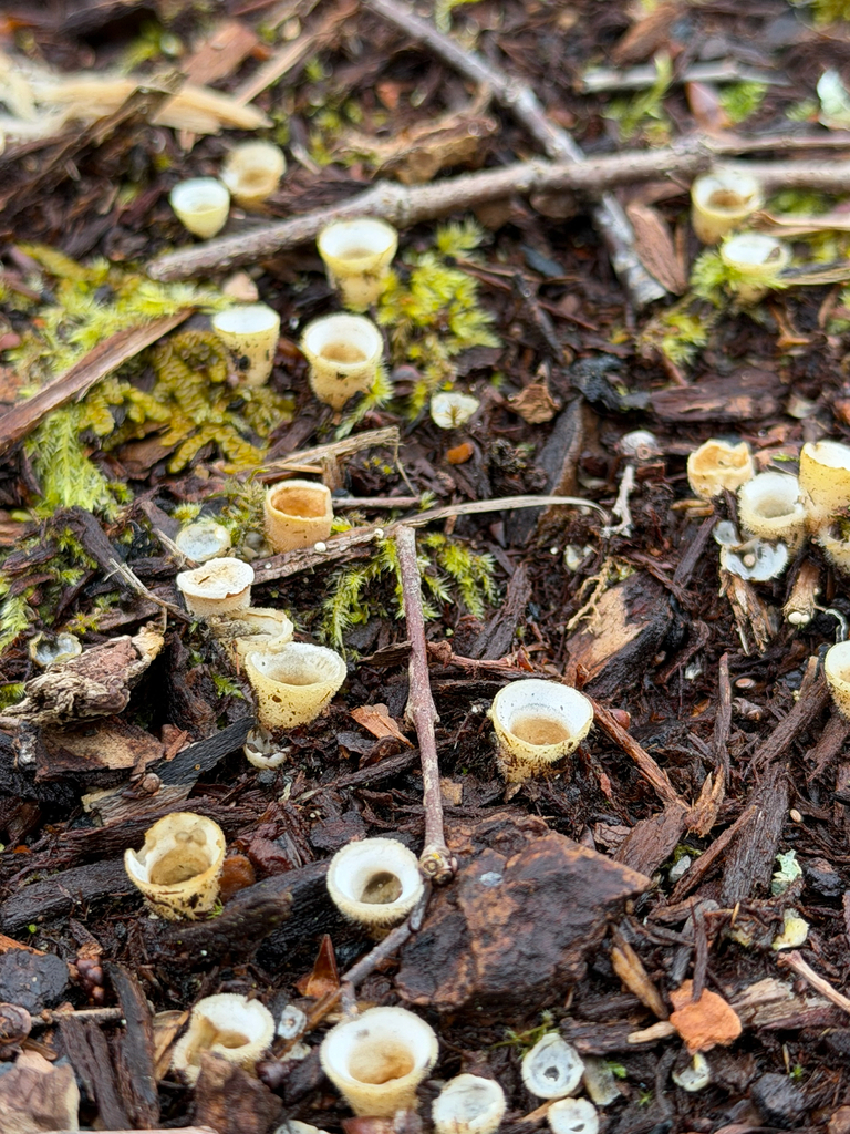 Nidula niveotomentosa · April 2026 · photo: © wafflemaster135 (iNaturalist, cc0)