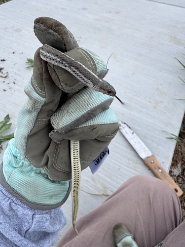 Lined Snake
