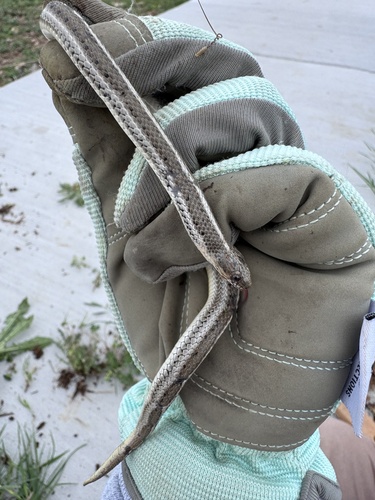 Lined Snake