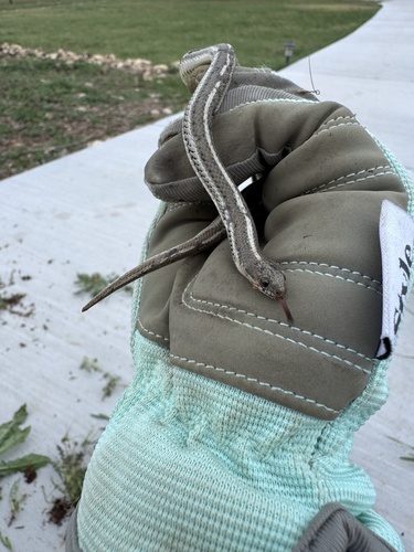 Lined Snake
