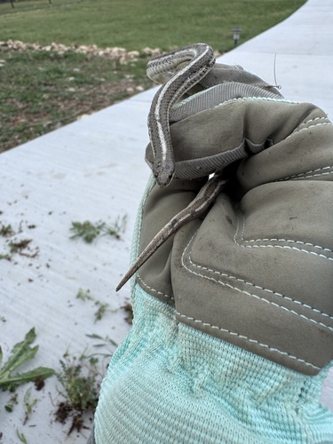 Lined Snake