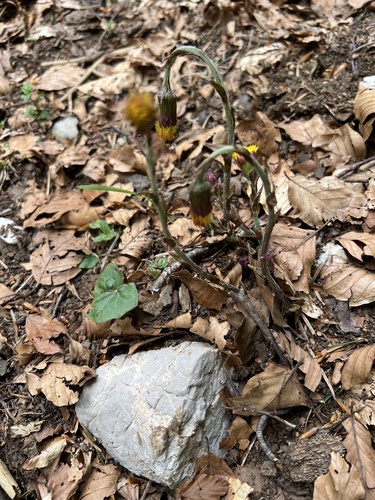 colt's-foot (Tussilago farfara)