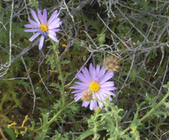 Leucosyris arida