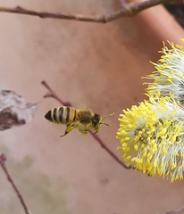 Apis mellifera