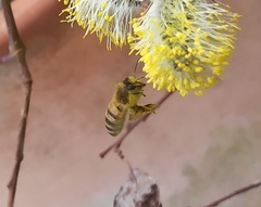 Apis mellifera
