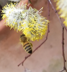 Apis mellifera