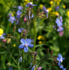 Anchusa strigosa