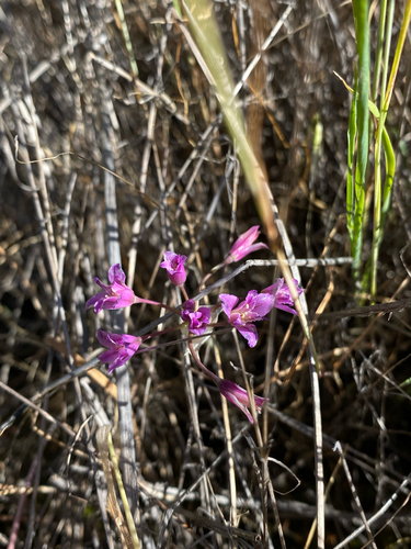 Allium crispum, photograph 3