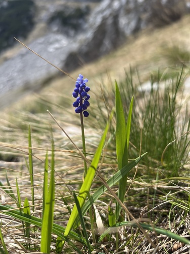 Muscari botryoides