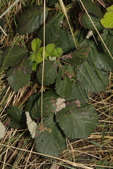 Rubus fruticosus