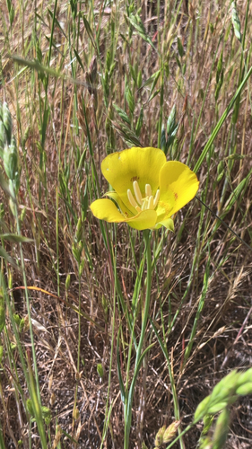 iNaturalist observation photo of Yellow Mariposa Lily