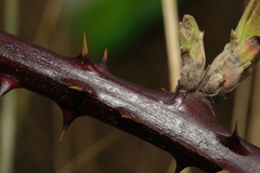 Rubus fruticosus