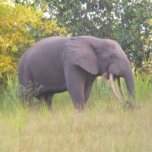Forest Elephant