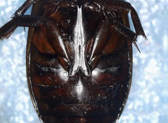 Dytiscus fasciventris