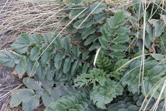 Raphanus raphanistrum landra