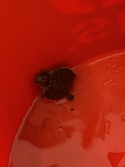 Trachemys scripta troostii