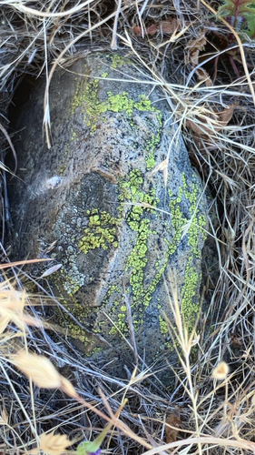 iNaturalist observation photo of Yellow Cobblestone Lichen