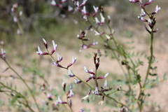 Astragalus preussii