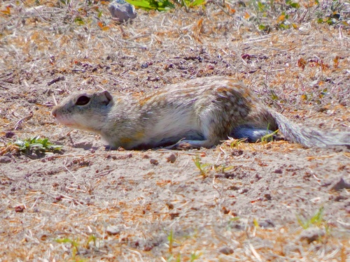 Motocle observed by reximiliano