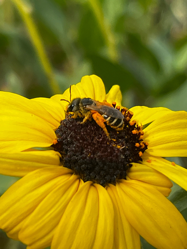 iNaturalist observation photo of Ligated Furrow Bee