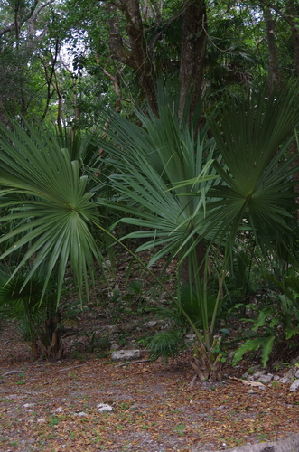 Image of Sabal yapa by (c) Eric Knight, some rights reserved (CC BY)