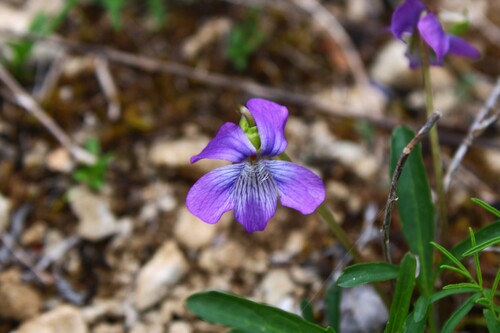 Glade Violet (Viola egglestonii)