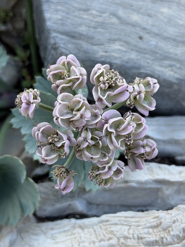 Gilman's cymopterus (Cymopterus gilmanii)