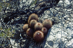 Parodia aureicentra