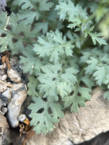 rock gilia (Gilia scopulorum)