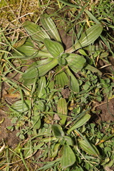 Plantago lanceolata