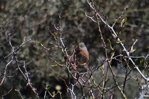 Curruca rabilarga (Curruca undata)