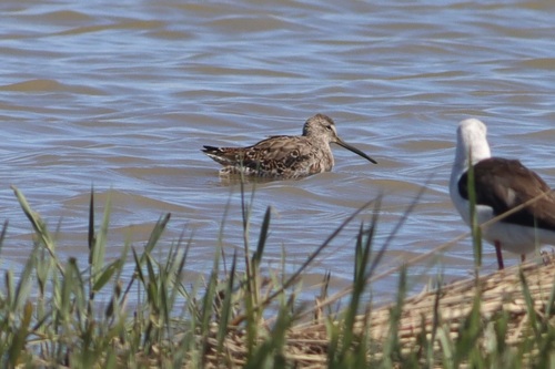 Agujeta escolopácea (Limnodromus scolopaceus)